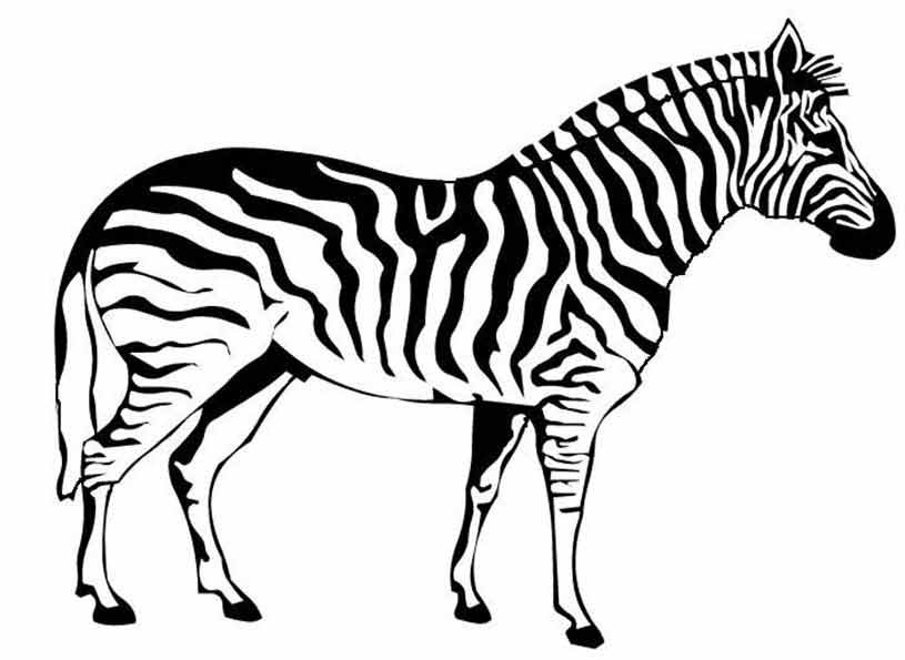 ausmalbilder zebra